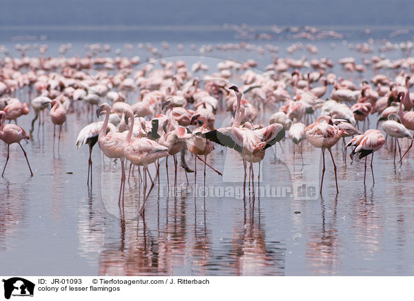 Kolonie Zwergflamingos / colonyof lesser flamingos / JR-01093